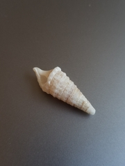 Cerithium atratum