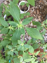 Euphorbia davidii