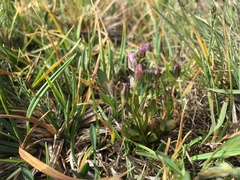 Gentianella amarella acuta