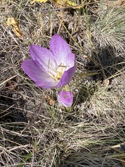 Colchicum bivonae