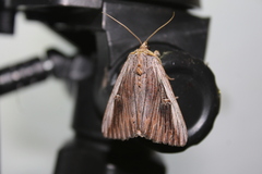 Catocala herodias gerhardi