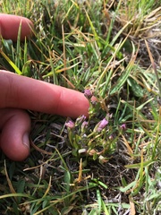 Gentianella amarella acuta