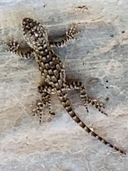 Sceloporus clarkii