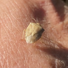 Thyanta custator accerra