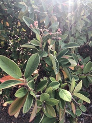 Cotoneaster coriaceus
