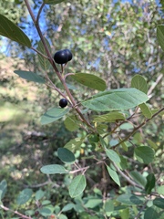 Frangula californica