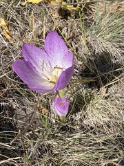 Colchicum bivonae