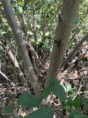 Frangula californica