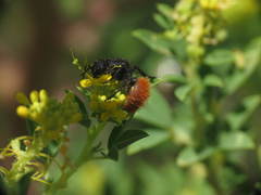 Dasymutilla nogalensis