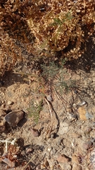 Monsonia speciosa