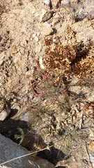 Monsonia speciosa