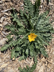 Engelmannia peristenia