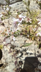 Symphyotrichum drummondii