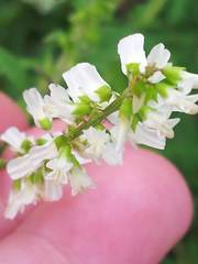 Melilotus albus image