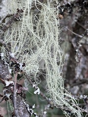 Usnea