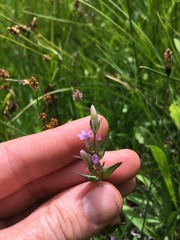 Gentianella amarella acuta