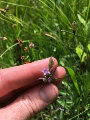 Gentianella amarella acuta