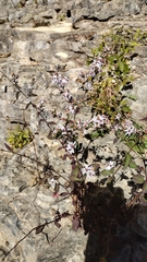 Symphyotrichum drummondii