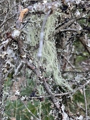 Usnea
