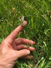 Gentianella amarella acuta
