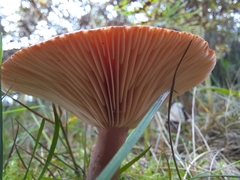 Lactarius rufus