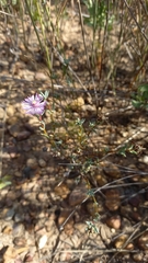 Lampranthus leptaleon