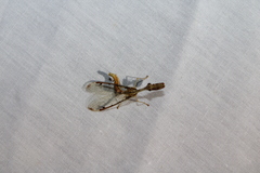 Dicromantispa interrupta