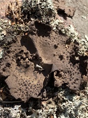 Umbilicaria muhlenbergii
