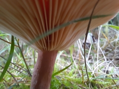 Lactarius rufus