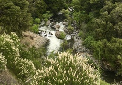 Ceanothus integerrimus