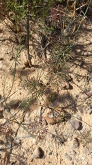 Monsonia speciosa