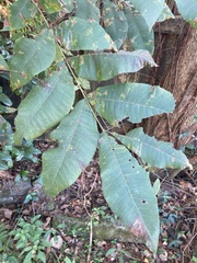 Carya aquatica