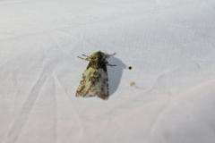 Macrurocampa marthesia
