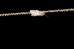 Peridea angulosa