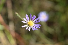 Symphyotrichum adnatum