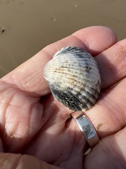 Cerastoderma glaucum