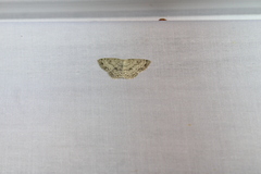 Cyclophora pendulinaria