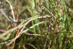 Symphyotrichum adnatum