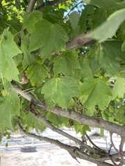 Acer floridanum