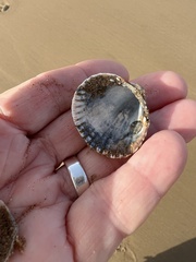 Cerastoderma glaucum