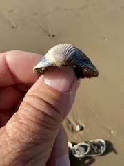 Cerastoderma glaucum