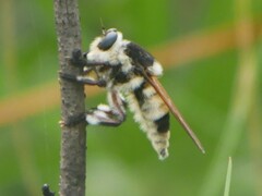 Mallophora bomboides