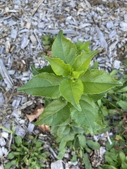 Celastrus scandens