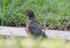 Turdus migratorius
