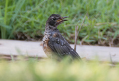 Turdus migratorius