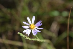 Symphyotrichum adnatum
