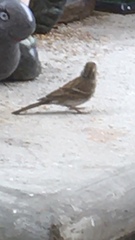Spizella passerina