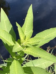 Ludwigia hexapetala