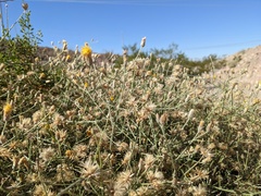 Bebbia juncea