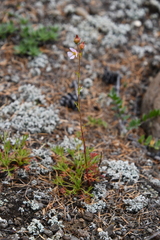 Chamaerhodos grandiflora